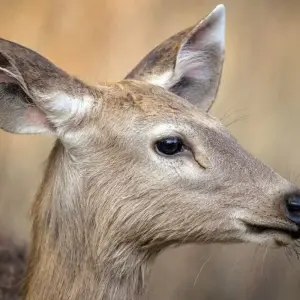 Explore On the Trail of the Tiger for 13 days with DIAMIR Erlebnisreisen and discover unforgettable experiences - Photo 10