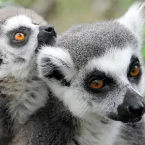 Explore Bamboo Lemurs and Sea for 15 days with DIAMIR Erlebnisreisen and discover unforgettable experiences - Photo 11