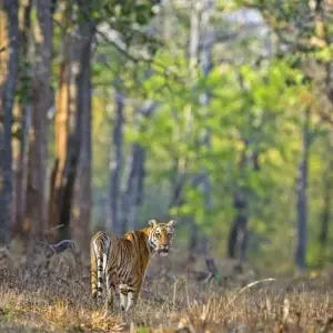 Explore On the Trail of the Tiger for 13 days with DIAMIR Erlebnisreisen and discover unforgettable experiences - Photo 11