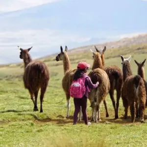 Explore Ecuador Highlights for 13 days with DIAMIR Erlebnisreisen and discover unforgettable experiences - Photo 11
