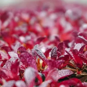 Explore Photography Trip to the Autumnal Riot of Colour in the Arctic for 14 days with DIAMIR Erlebnisreisen and discover unforgettable experiences - Photo 7