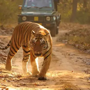 Explore Delhi Agra Jaipur with Ranthambore 7 Days - Explore Taj and Tigers of India for 7 days with Delight Tours India and discover unforgettable experiences - Photo 8