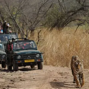 Explore Delhi Agra Jaipur with Ranthambore 7 Days - Explore Taj and Tigers of India for 7 days with Delight Tours India and discover unforgettable experiences - Photo 10