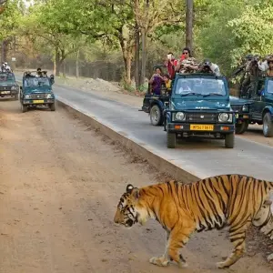Explore Delhi Agra Jaipur with Ranthambore 7 Days - Explore Taj and Tigers of India for 7 days with Delight Tours India and discover unforgettable experiences - Photo 11