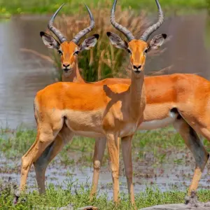 Explore Botswana Kaleidoscope for 11 days with DERTOUR and discover unforgettable experiences - Photo 9