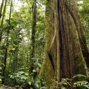 Explore Amazon Village (3 nights) for 4 days with DERTOUR and discover unforgettable experiences - Photo 6