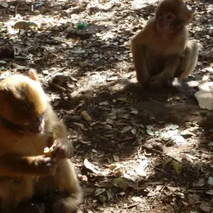 Explore Marrakech to Fes 3 Days Sahara Tour via Merzouga desert for 3 days with Desert Family Tour and discover unforgettable experiences - Photo 3