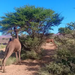 Explore From Marrakech  4-Days Morocco Tour To Fes Via Merzouga Desert for 4 days with Desert Family Tour and discover unforgettable experiences - Photo 2