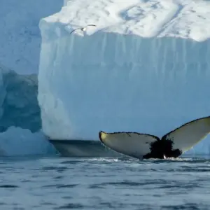 Explore Summer in the ice for 8 days with DERTOUR and discover unforgettable experiences - Photo 10