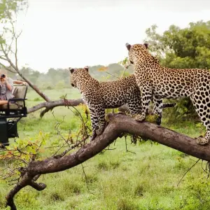 Explore Garden Route to linger (Gqeberha (Port Elizabeth) - Cape Town) for 10 days with DERTOUR and discover unforgettable experiences - Photo 8