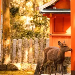 Explore 【Japan】11 Days Grand Luxury Osaka , Kyoto, Nara & Awaji Island Tour with Golf Course experience Package for 11 days with Delightful Travel and discover unforgettable experiences - Photo 8