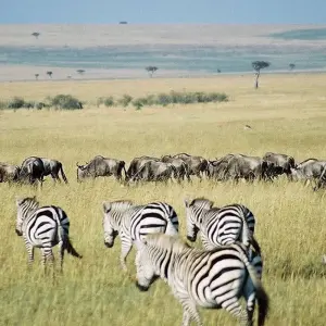 Explore 【Kenya】11 Days 10 Nights Luxury Tour Package for 11 days with Delightful Travel and discover unforgettable experiences - Photo 4