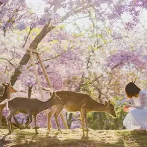 Explore 【Japan】11 Days Grand Luxury Osaka , Kyoto, Nara & Awaji Island Tour with Golf Course experience Package for 11 days with Delightful Travel and discover unforgettable experiences - Photo 11