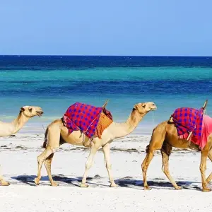 Explore 【Kenya】11 Days 10 Nights Luxury Tour Package for 11 days with Delightful Travel and discover unforgettable experiences - Photo 7