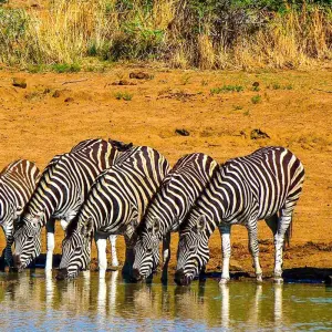 Explore 【South Africa, Zambia, and Zimbabwe】10-Day Tour Package with Pilanesberg National Park & Victoria Falls for 10 days with Delightful Travel and discover unforgettable experiences - Photo 2