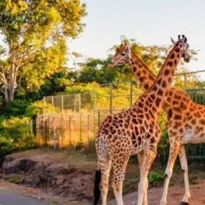 Explore 【Kenya】11 Days 10 Nights Luxury Tour Package for 11 days with Delightful Travel and discover unforgettable experiences - Photo 8