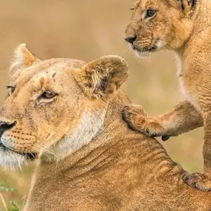 Explore 【Kenya】6 Days Superior Safari Tour Packages for 6 days with Delightful Travel and discover unforgettable experiences - Photo 3