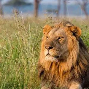 Explore 【Kenya】11 Days 10 Nights Luxury Tour Package for 11 days with Delightful Travel and discover unforgettable experiences - Photo 10