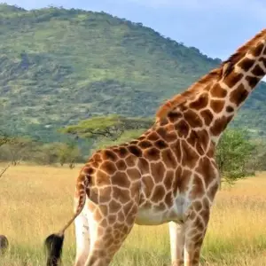 Explore 【Kenya】6 Days Superior Safari Tour Packages for 6 days with Delightful Travel and discover unforgettable experiences - Photo 5