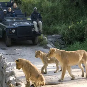 Explore 【South Africa, Zambia, and Zimbabwe】10-Day Tour Package with Pilanesberg National Park & Victoria Falls for 10 days with Delightful Travel and discover unforgettable experiences - Photo 5