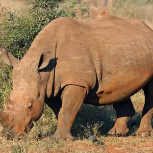 Explore 【Kenya】6 Days Superior Safari Tour Packages for 6 days with Delightful Travel and discover unforgettable experiences - Photo 6