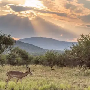 Explore 【South Africa, Zambia, and Zimbabwe】10-Day Tour Package with Pilanesberg National Park & Victoria Falls for 10 days with Delightful Travel and discover unforgettable experiences - Photo 6