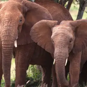 Explore 【Kenya】6 Days Superior Safari Tour Packages for 6 days with Delightful Travel and discover unforgettable experiences - Photo 7