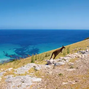 Explore 【Adelaide】5 Days Explore Package for 5 days with Delightful Travel and discover unforgettable experiences - Photo 4