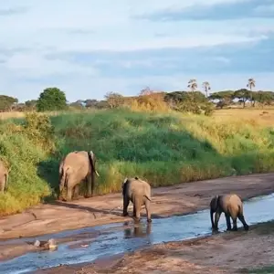 Explore 【Kenya】6 Days Superior Safari Tour Packages for 6 days with Delightful Travel and discover unforgettable experiences - Photo 8