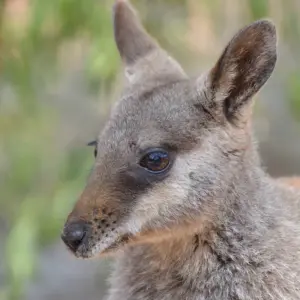 Explore 【Alice Springs】Uluru Ayers Rock & Kings Canyon 8 Days Touring Package for 8 days with Delightful Travel and discover unforgettable experiences - Photo 3
