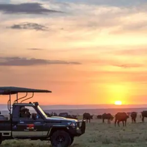 Explore 【Kenya】6 Days Superior Safari Tour Packages for 6 days with Delightful Travel and discover unforgettable experiences - Photo 9