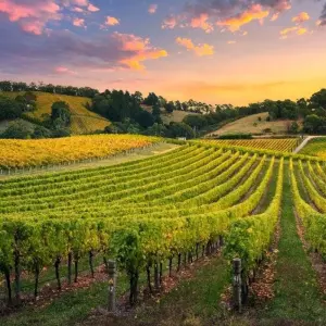 Explore 【Adelaide】5 Days Explore Package for 5 days with Delightful Travel and discover unforgettable experiences - Photo 6