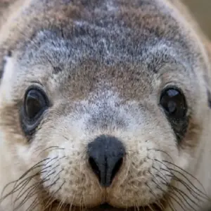 Explore 【Adelaide】6 Days Explore Kangaroo Island Sights and Adelaide Package for 6 days with Delightful Travel and discover unforgettable experiences - Photo 2