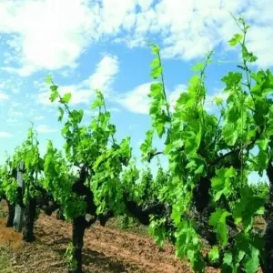 Explore 【Perth】7 Days All-Inclusive Touring Grand Packages for 7 days with Delightful Travel and discover unforgettable experiences - Photo 5