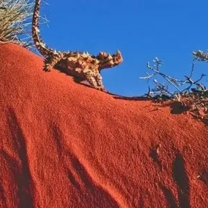 Explore 【Alice Springs】Uluru Ayers Rock & Kings Canyon 8 Days Touring Package for 8 days with Delightful Travel and discover unforgettable experiences - Photo 7