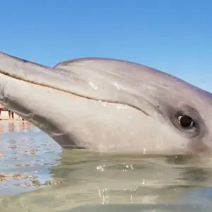 Explore Perth & Monkey Mia 10 Days All-Inclusive Wild Natural Touring  Packages for 10 days with Delightful Travel and discover unforgettable experiences - Photo 3