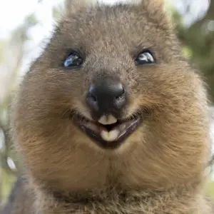 Explore Perth & Monkey Mia 10 Days All-Inclusive Wild Natural Touring  Packages for 10 days with Delightful Travel and discover unforgettable experiences - Photo 4