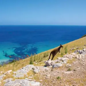 Explore 【Adelaide】6 Days Explore Kangaroo Island Sights and Adelaide Package for 6 days with Delightful Travel and discover unforgettable experiences - Photo 6