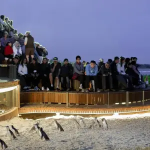 Explore 【Melbourne】All Inclusive Discover 6 Days Touring Packages for 6 days with Delightful Travel and discover unforgettable experiences - Photo 5