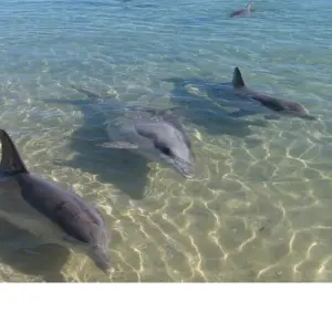 Explore Perth & Monkey Mia 10 Days All-Inclusive Wild Natural Touring  Packages for 10 days with Delightful Travel and discover unforgettable experiences - Photo 5