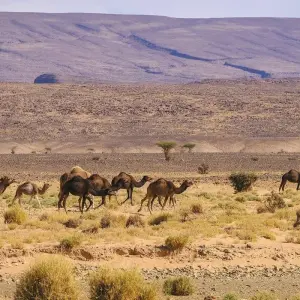 Explore 3 days From Marrakech Erg Chigaga for 3 days with Desertbrise Travel and discover unforgettable experiences - Photo 7