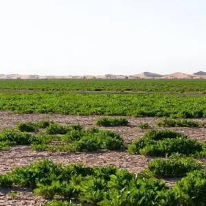 Explore 3 days From Marrakech Erg Chigaga for 3 days with Desertbrise Travel and discover unforgettable experiences - Photo 8