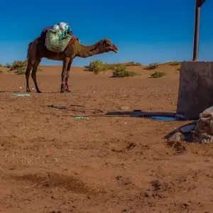 Explore 4 Days Camel Trekking Morocco  Desert for 4 days with Desertbrise Travel and discover unforgettable experiences - Photo 5