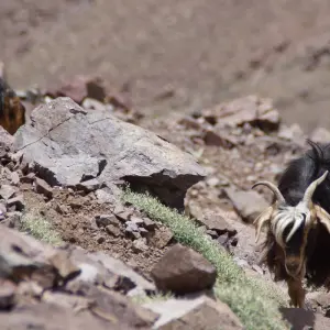 Explore 4-Day  Berber villages & Mt Toubkal Ascent for 4 days with Desertbrise Travel and discover unforgettable experiences - Photo 10