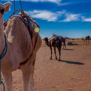 Explore 4 Days Camel Trekking Morocco  Desert for 4 days with Desertbrise Travel and discover unforgettable experiences - Photo 11