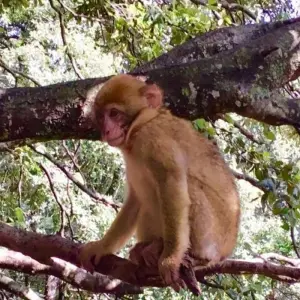 Explore 3 Days Desert Tour Marrakech To Fes for 3 days with Desertbrise Travel and discover unforgettable experiences - Photo 7