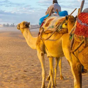 Explore Discover Morocco: Imperial Cities to the Atlas Mountains and the Coast - 13 Days for 13 days with Desertbrise Travel and discover unforgettable experiences - Photo 9