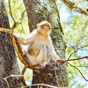 Explore Fes to Casablanca: Sahara Desert & Atlantic Coast - 12 Days for 12 days with Desertbrise Travel and discover unforgettable experiences - Photo 10