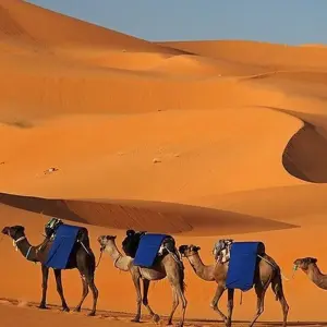 Explore Grand Morocco Tour: North to South - 12 Days for 12 days with Desertbrise Travel and discover unforgettable experiences - Photo 7