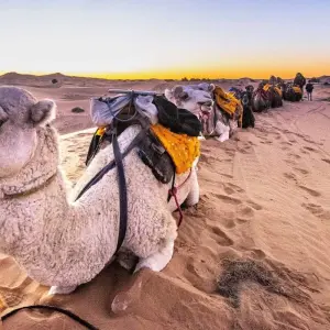 Explore 20 Days tour from Casablanca to The Desert for 20 days with Desertbrise Travel and discover unforgettable experiences - Photo 4